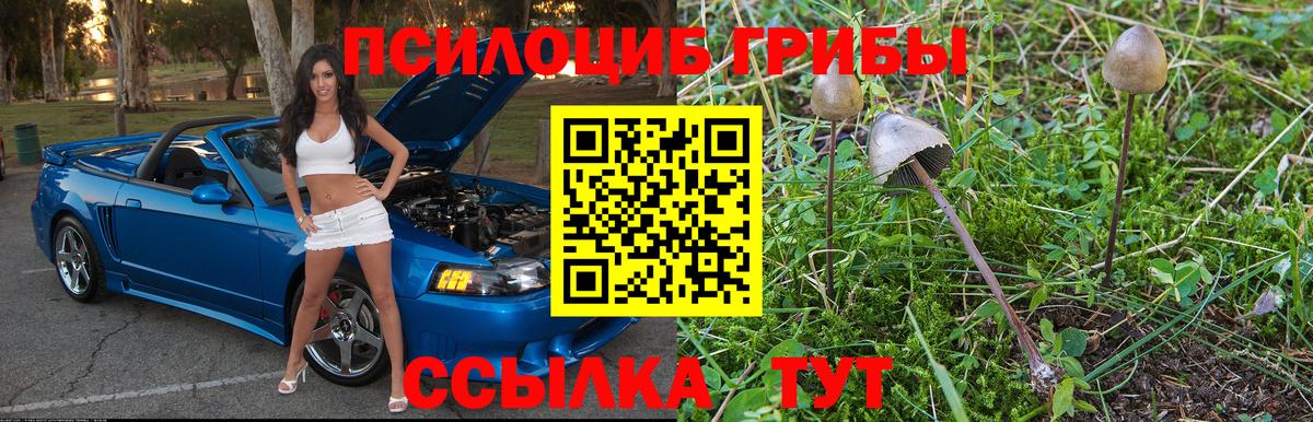 Псилоцибиновые грибы GOLDEN TEACHER Тимашёвск